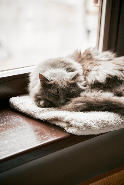 Gray domestic cat is lying on the wooden sill Home comfort and leisure concept