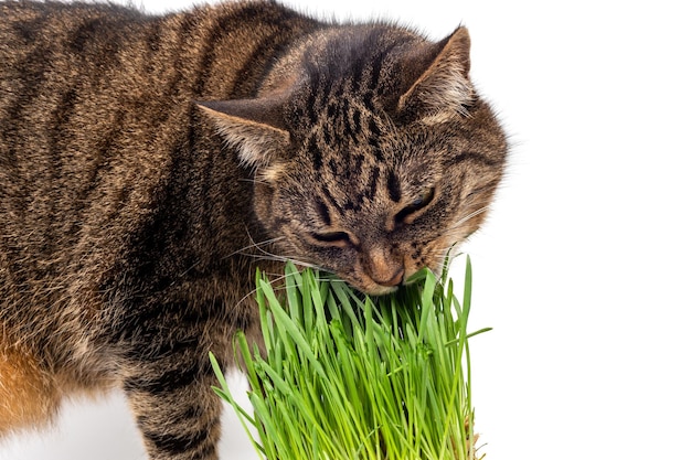 Gray domestic tabby cat eating fresh green oats sprouts closeup on white background with selective focus and blur