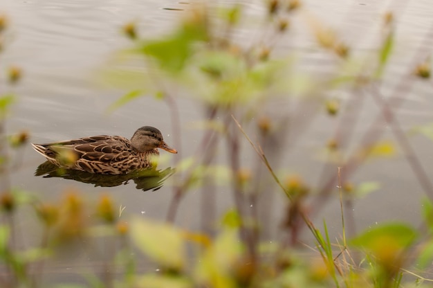 A gray duck sits in the water in a pond against the background of grass in autumn with a place for text