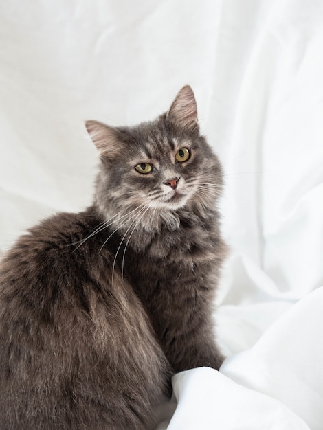 Gray fluffy adult cat sits in a half-turn and looks against. White textile background