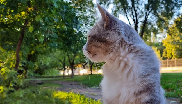 Gray fluffy cat on the background of nature in profile.