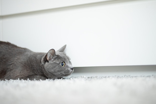 gray fluffy cat clung to the ground