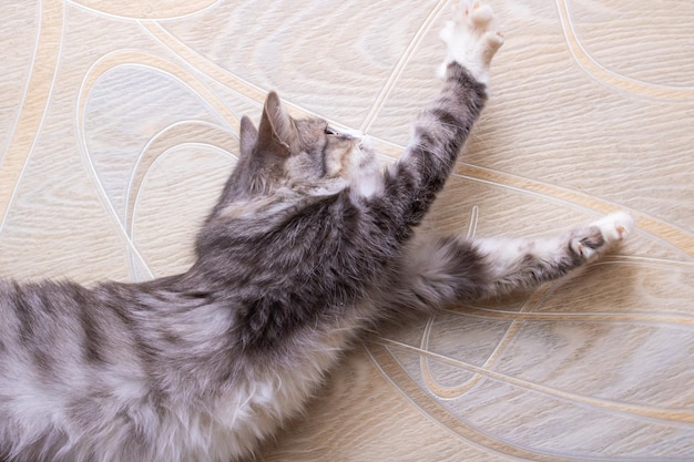 Photo gray fluffy cat stretching on the floor