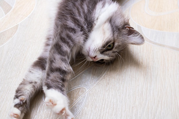 Photo gray fluffy cat stretching on the floor