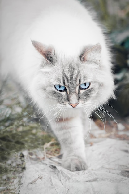 Gray fluffy cat with blue eyes going forward while hunting Home pets and lifestyle concept Portrait of a cat in nature Selective focus