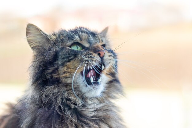 Gray fluffy cat with open mouth meows_