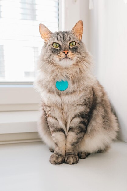 gray fluffy domestic cat with tag with address of animal on collar medallion with address of animal