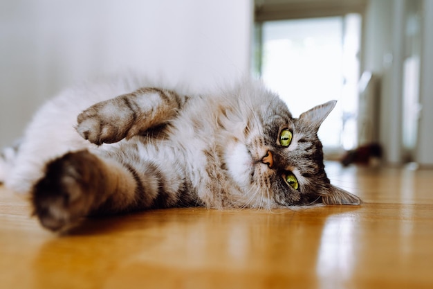 gray fluffy long-haired domestic cat with green eyes lies on parquet floor of apartment, resting