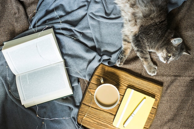 A gray fluffy pet cat on a blanket next to a cup of coffee and a book