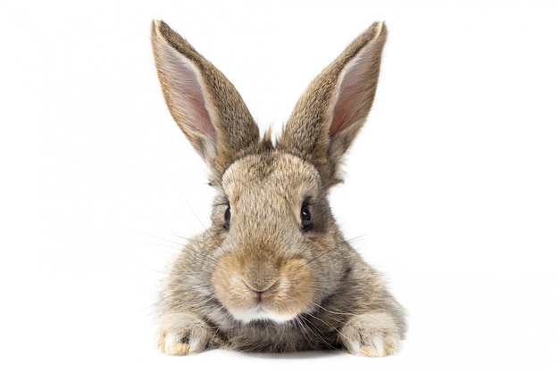 Gray fluffy rabbit looking at the signboard. Isolated on white background. Easter bunny