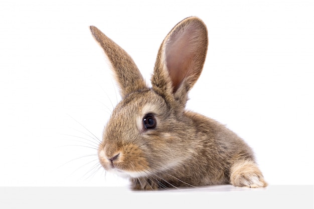 Gray fluffy rabbit looking at the signboard