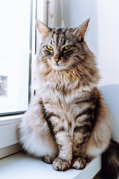 gray fluffy striped cat sits on windowsill near window, narrowing its eyes, looking slyly into camer