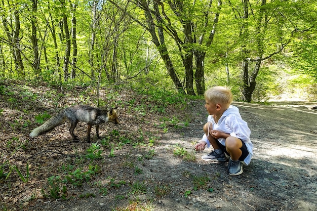 A gray fox with brown eyes in the mountains of Crimea The Demerji array May 2021 Russia