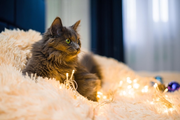 A gray furry cat with green eyes is lying on the bed on a peach bedspread playing with Christmas toys with balloons and garlands. new year 's composition