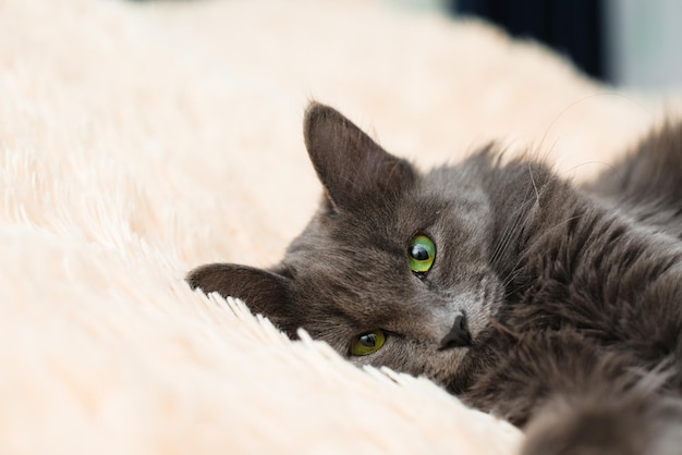 A gray furry cat with green eyes lies on the bed on a peach bedspread on a light background a place for the text pet