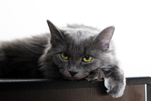 A gray furry cat with green eyes lies on a table on a light background a place for the text pet