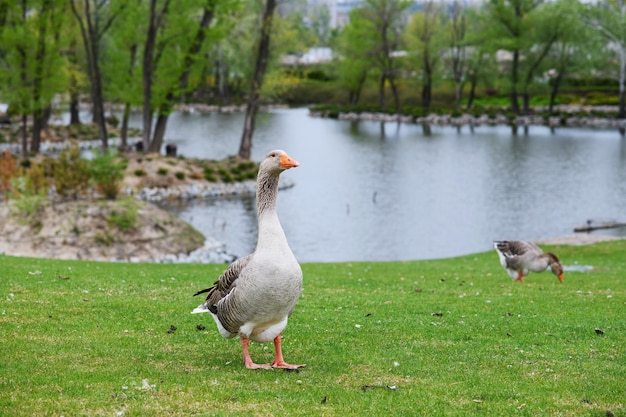 Gray geese on a green lawn in a city park