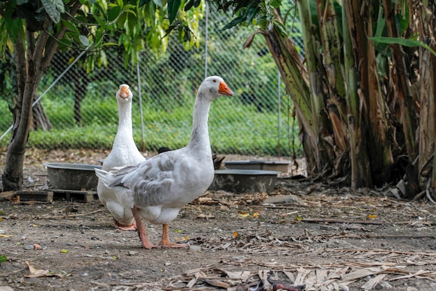 Gray goose walking in farm at thailand