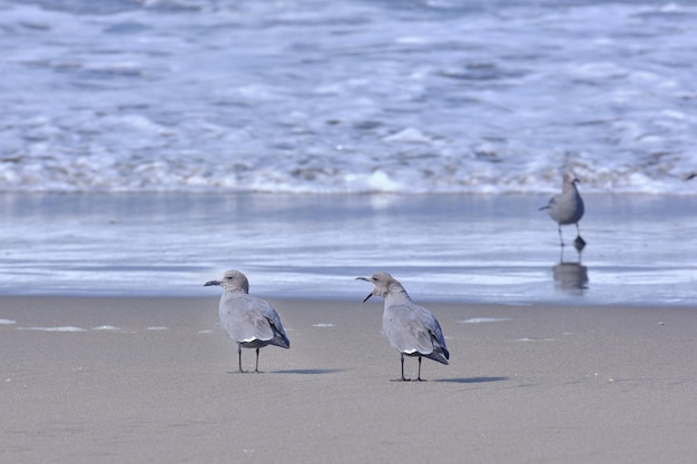 Gray Gull Leucophaeus modestus