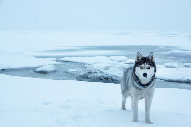 A gray-haired husky breed dog stands near the sea frozen in winter.