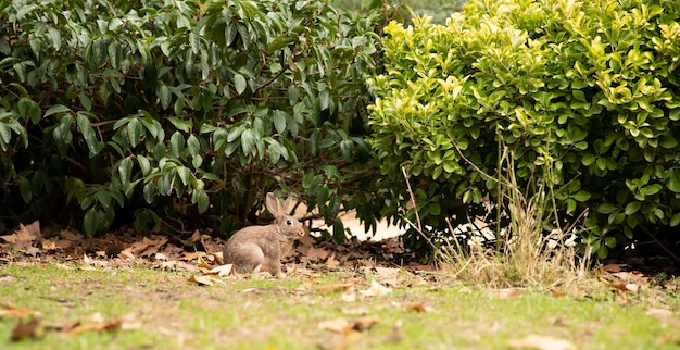 Gray hare in nature Crawl Place for text