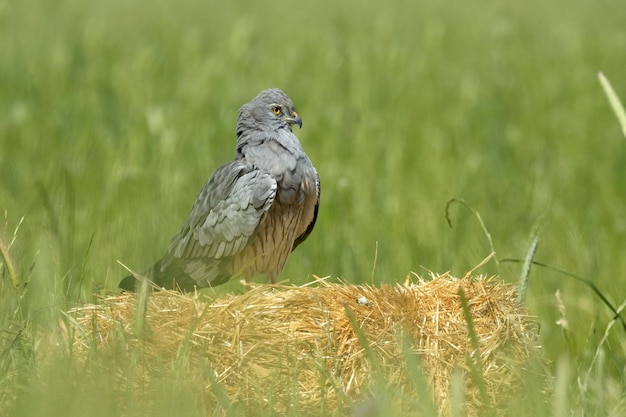 A gray hawk sits on a hay bale in a field.