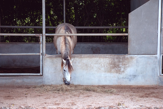 Gray horse eating hay in the stable on farm in Thailand