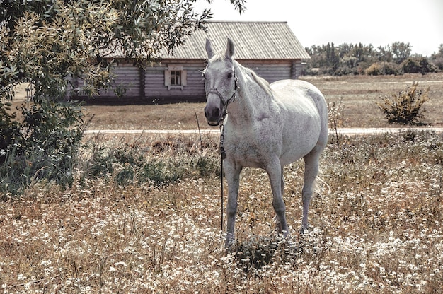 Gray horse grazed on a field.