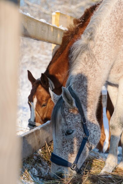 Gray horse and red horse together in winter in the snow walk on the street in levada and eat hay