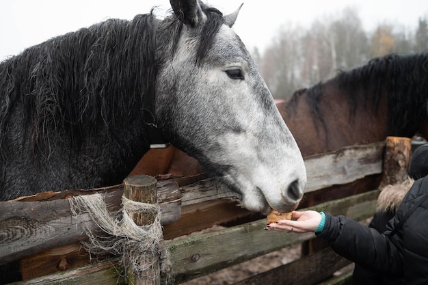 A gray horse takes food from a man's hand