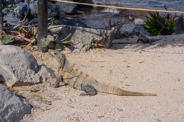 Gray iguana lizard sitting on the ground with leaves Mayan Ruins in Tulum Riviera Maya Yucatan Caribbean Sea Mexico