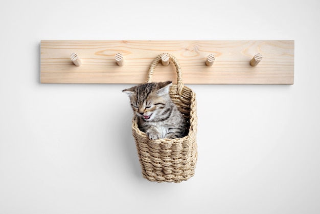 Gray kitten inside basket on coat rack