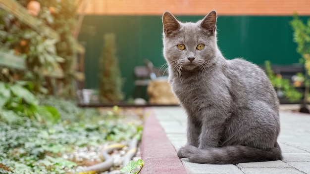 Gray kitten is washed while sitting on a paving trail in the garden.