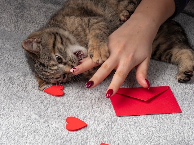 Gray kitten lies and plays with a female hand, and in front of it a red envelope