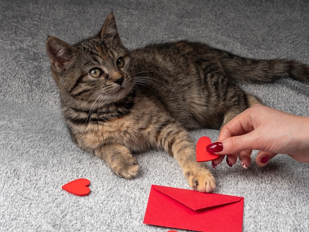 Gray kitten lies and plays with a female hand, and in front of it a red envelope