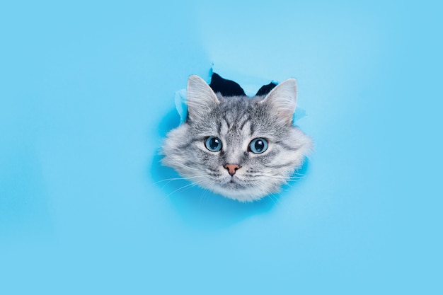 gray kitten peeking out from blue torn paper hole