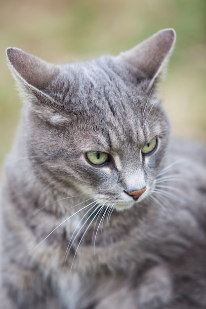 Gray kitten playing outdoors