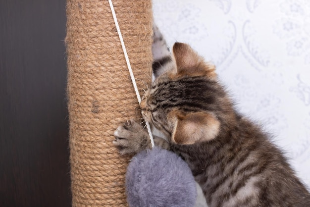 Gray kitten playing with scratching post closeup