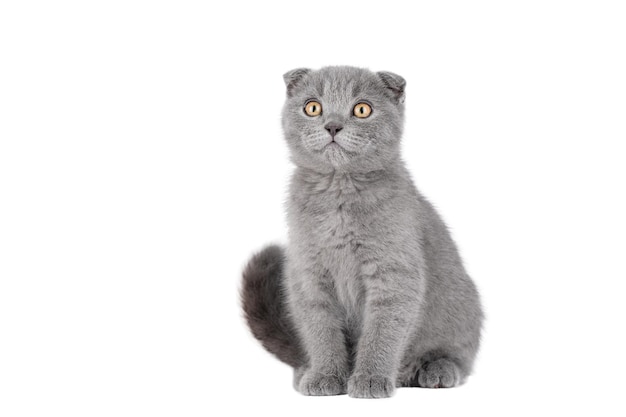 gray kitten scottish fold sitting looking away isolated