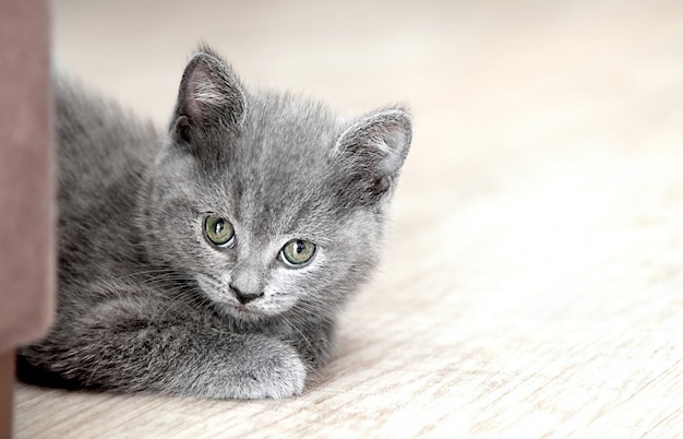 Gray kitten sitting on the floor