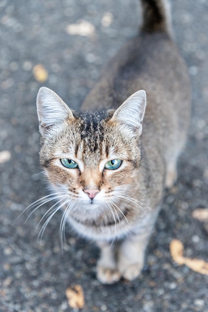 Photo gray kitten on the street