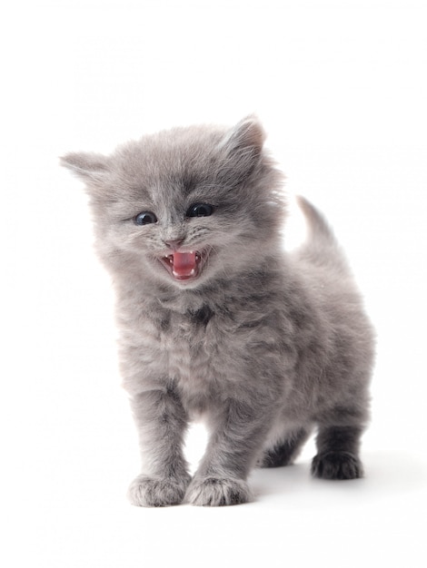 Gray kitten