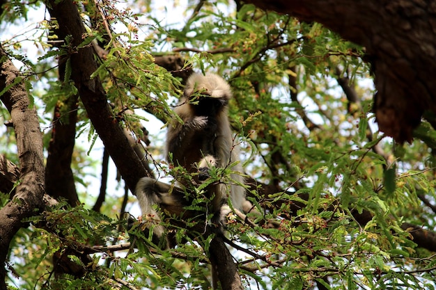 The gray langur is sitting on the tamarind tree