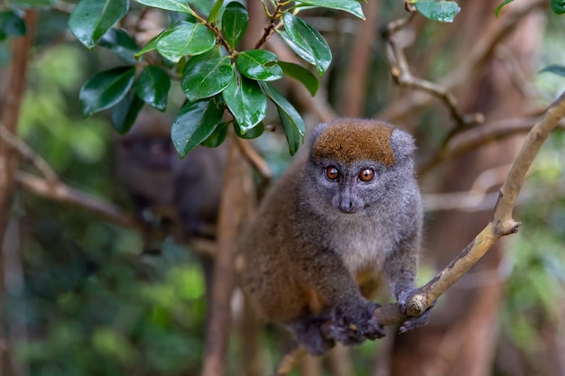 The gray lemur sits on a tree branch. Madagascar