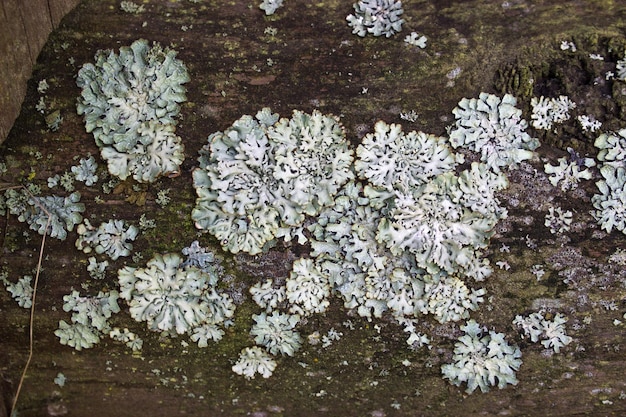 Gray lichen on a tree with small bushes