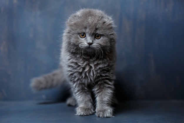 Gray little cat of breed Scottish fold plays on a gray background