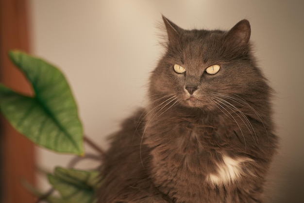 Gray male cat with big green eyes is sitting with green home plant behind