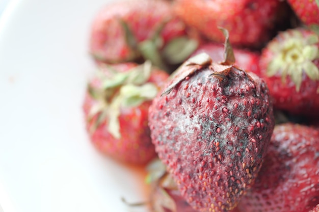 Gray Mold on strawberries on table