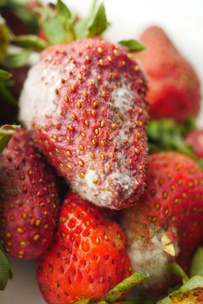 Gray Mold on strawberries on table