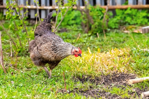 Gray motley chicken walks in the garden on the grass